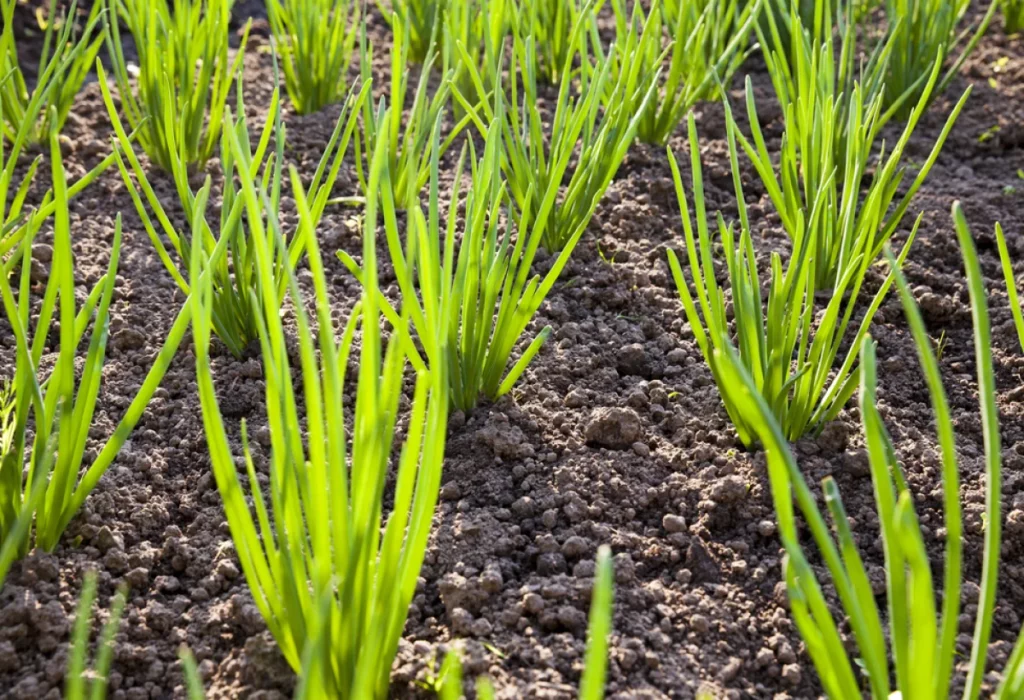 King Gazon Gazon Naturel En Plaque Alpes Maritimes Terre Vegetale 2